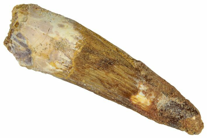 Fossil Spinosaurus Tooth - Real Dinosaur Tooth #324853